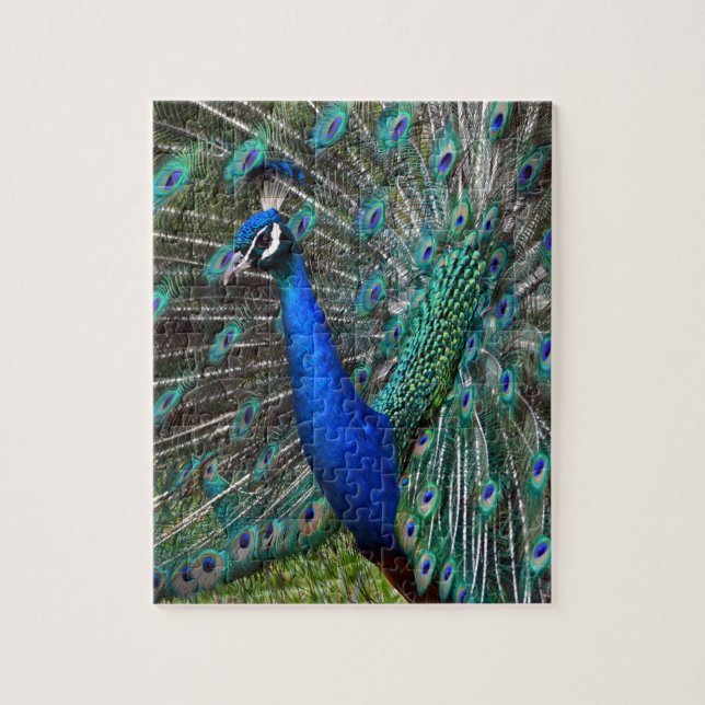 Colourful male peacock jigsaw puzzle (Vertical)