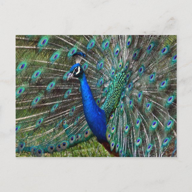 Colourful male peacock postcard (Front)