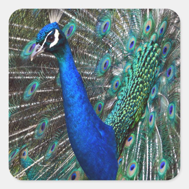 Colourful male peacock square sticker (Front)