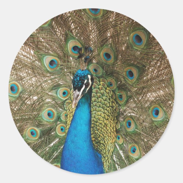 Colourful Male Peacock with Spread Feathers Photo Classic Round Sticker (Front)