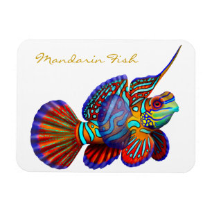 Colourful Mandarin Goby Reef Fish Premium Flexi Magnet
