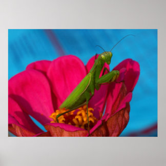 Colourful Mantis Poster