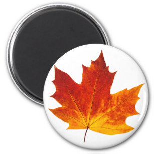 Colourful maple leaf magnet