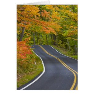 Colourful maple trees in autumn line scenic