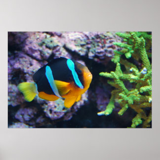 Colourful Marine Life Poster