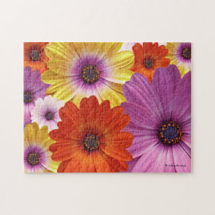Colourful Medley of African Daisies Flowers Jigsaw Puzzle