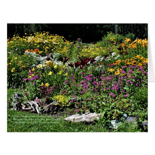 Colourful Mid Summer Garden (Front Horizontal)