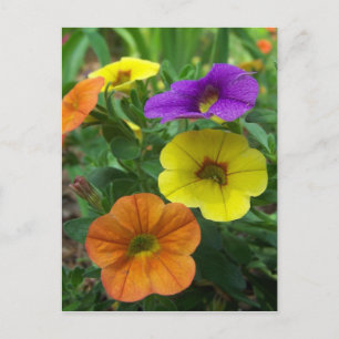 Colourful Million Bells Floral Postcard
