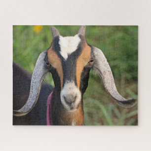 Colourful Mini Nubian Dairy Goat Kid Jigsaw Puzzle