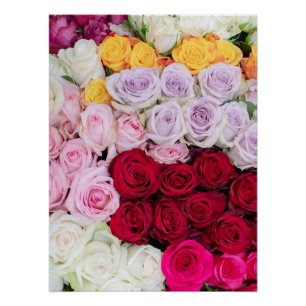 Colourful Mixed Roses Poster