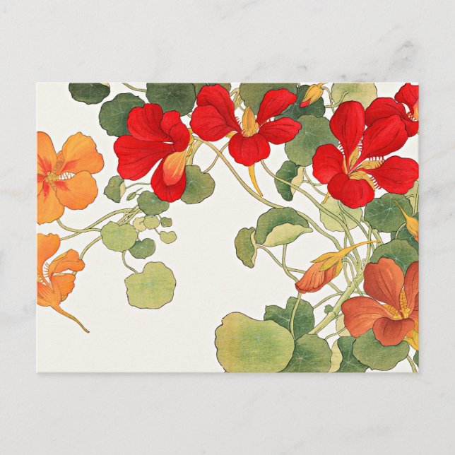 Colourful Nasturtium flowers Postcard (Front)