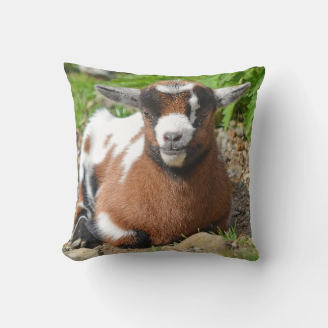 Colourful Nigerian Dwarf Dairy Goat Kid Cushion (Front)
