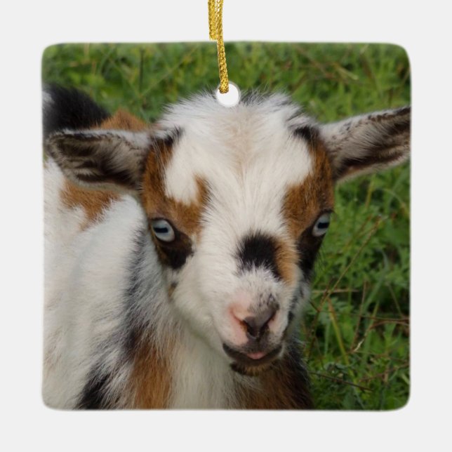 Colourful Nigerian Dwarf Goat Kid with Blue Eyes Ceramic Ornament (Front)