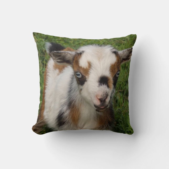 Colourful Nigerian Dwarf Goat Kid with Blue Eyes Cushion (Front)