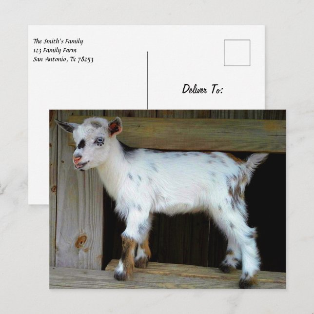 Colourful Nigerian Dwarf Goat with Blue Eyes Postcard (Front/Back)
