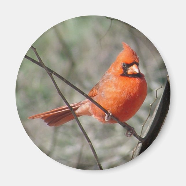 Colourful Northern Cardinal Magnet (Front)
