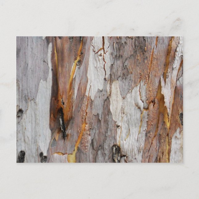Colourful old tree bark texture postcard (Front)