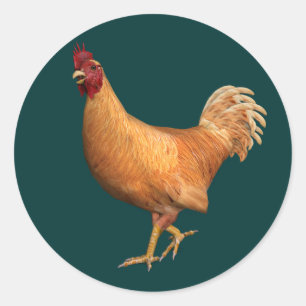 Colourful Orange Rooster Classic Round Sticker