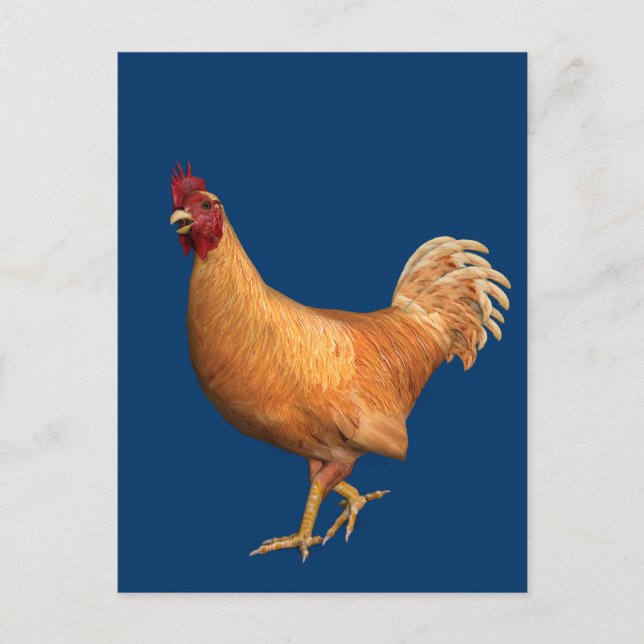 Colourful Orange Rooster Postcard (Front)