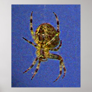 Colourful Orb Spider  Poster