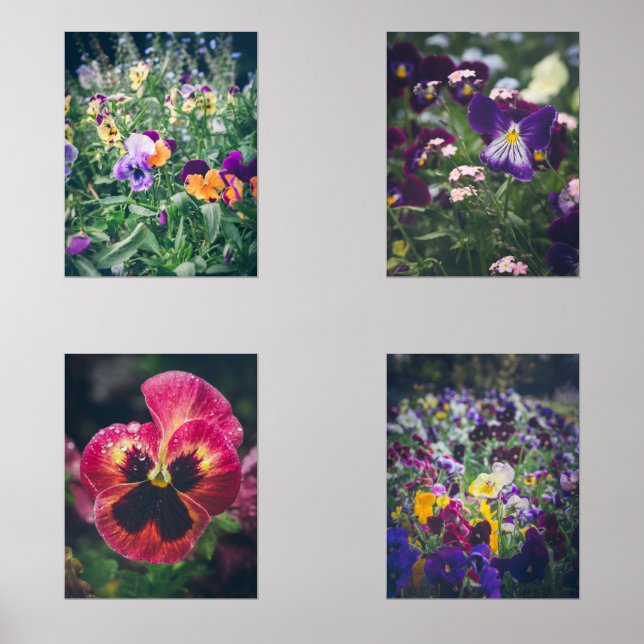Colourful pansies in a summer country garden (Front)