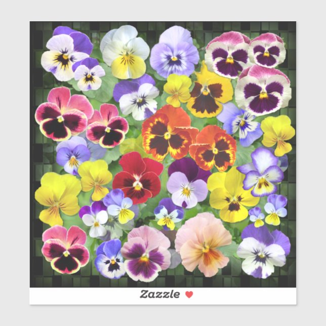 Colourful Pansy Display Contour (Sheet)