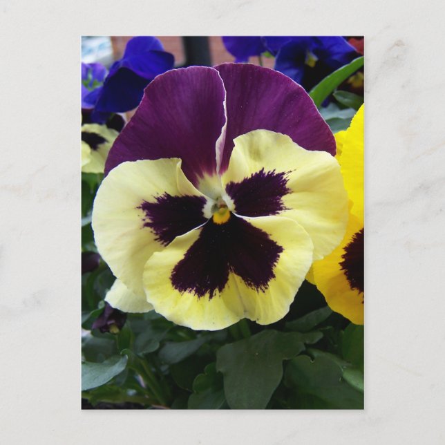 Colourful Pansy Postcard (Front)
