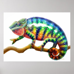 Colourful Panther Chameleon  Print