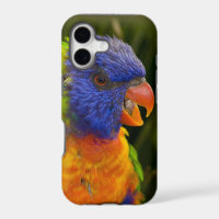 Colourful parakeet