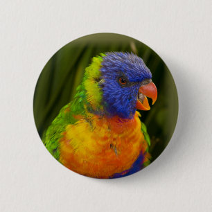 Colourful parakeet 6 cm round badge