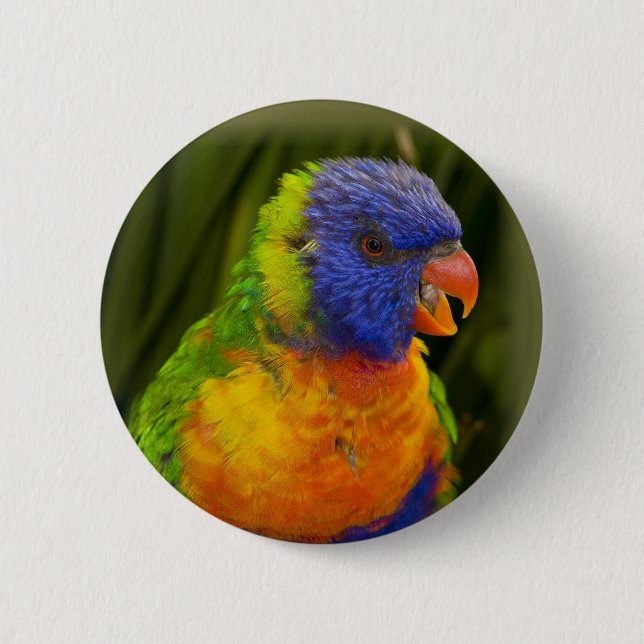 Colourful parakeet 6 cm round badge (Front)