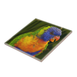 Colourful parakeet ceramic tile