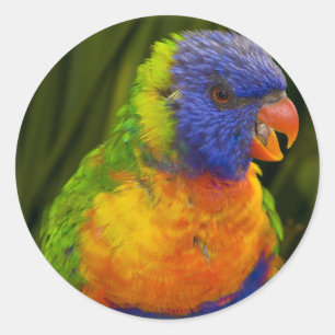 Colourful parakeet classic round sticker