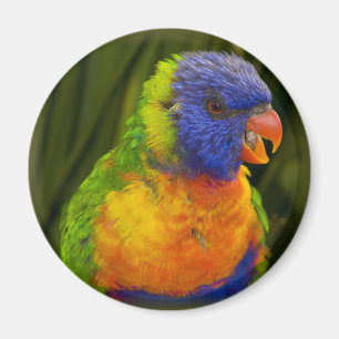 Colourful parakeet magnet