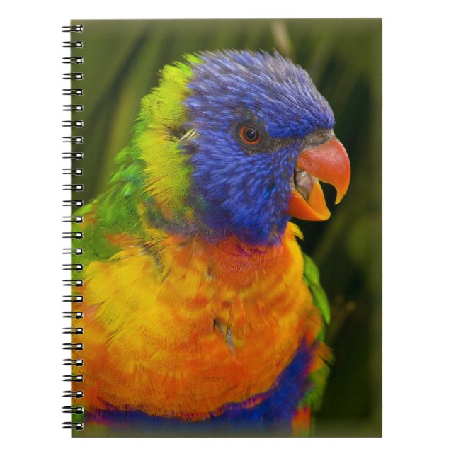 Colourful parakeet notebook (Front)