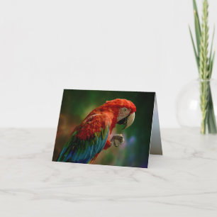 Colourful Parrot Card