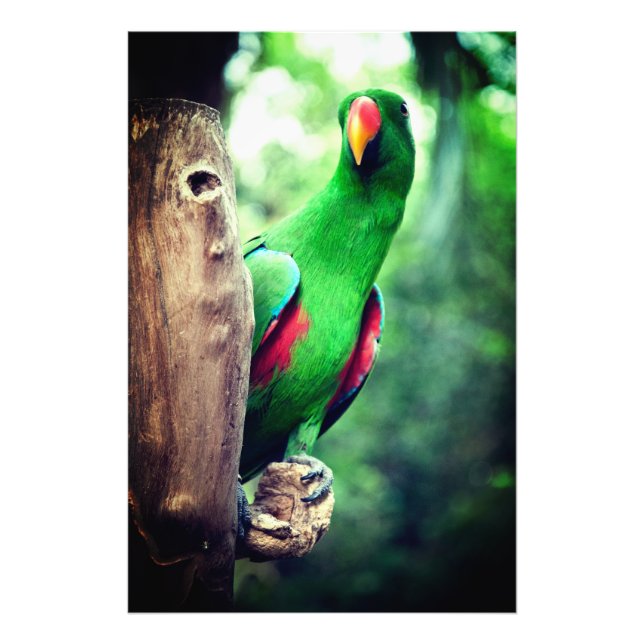 Colourful Parrot Macaw Bird  Photo Print (Front)