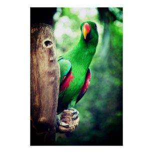 Colourful Parrot Macaw Bird Poster