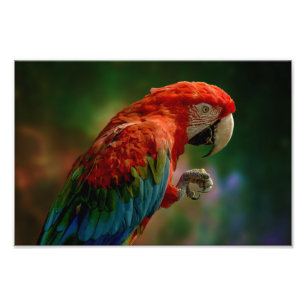 Colourful Parrot Photo Print