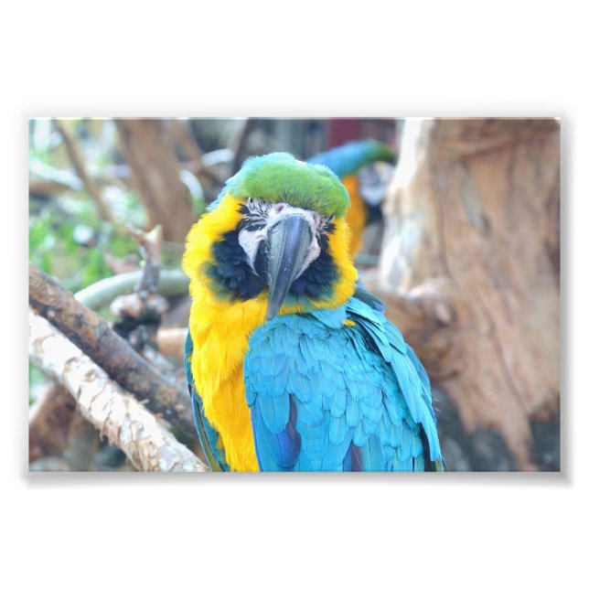 Colourful parrot - Photo Print (Front)