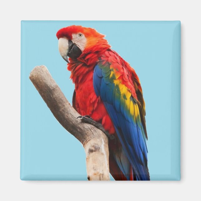 Colourful Parrot Portrait Photo Magnet (Front)