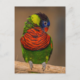 Colourful parrot postcard