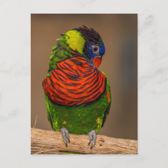 Colourful parrot postcard (Front)