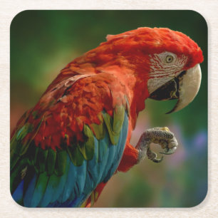 Colourful Parrot Square Paper Coaster