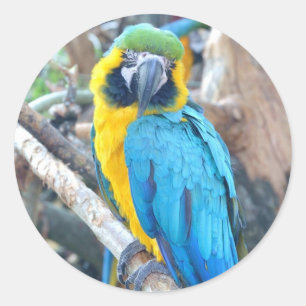 Colourful Parrot - Sticker