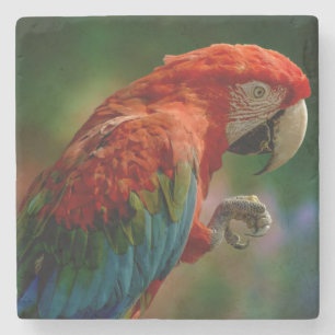 Colourful Parrot Stone Coaster