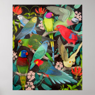 Colourful Parrots and Parakeets Poster