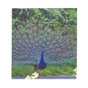 Colourful Pattern Bird Peacock Art Indian Destiny Notepad
