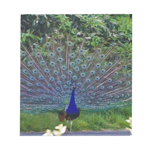 Colourful Pattern Bird Peacock Art Indian Destiny Notepad (Front)