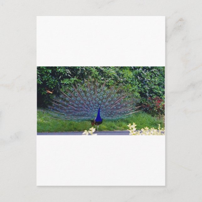Colourful Pattern Bird Peacock Art Indian Destiny Postcard (Front)